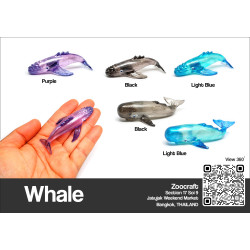 Humpback Whale