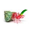 Hermit Crab