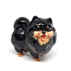 Black Pomeranian