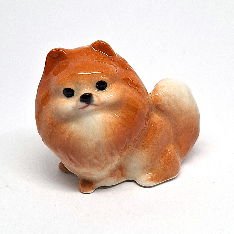 Brown Pomeranian