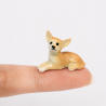 Tiny Chihuahua