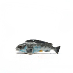 Tiny Fish